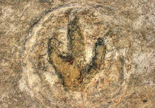 pegadas do mokele-mbebe